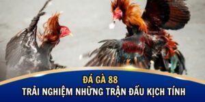 Đá Gà 88 – Trải Nghiệm Hấp Dẫn Với Những Trận Đấu Kịch Tính