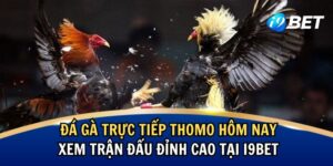 Đá Gà Trực Tiếp Thomo Hôm Nay: Xem Trận Đấu Đỉnh Cao Tại I9bet